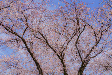 池上本門寺の満開の桜