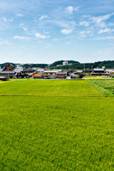 Fototapeta na wymiar Paddy rice fields at heading period in Japan