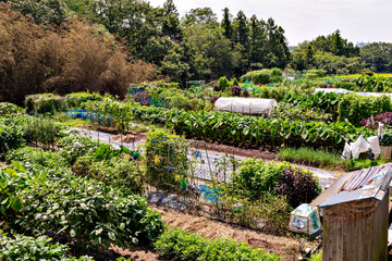 Fototapeta na wymiar View of rental farm in Sanda city, Hyogo, Japan