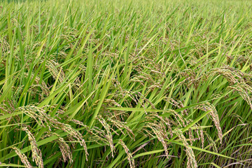 Paddy rice at heading period in Japan