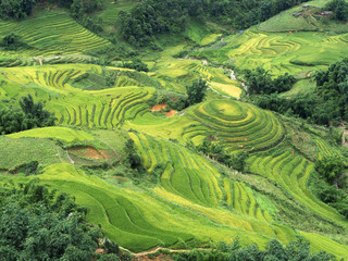 Rice fields in Sapa, Vietnam.