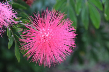 Caliandra Rosa