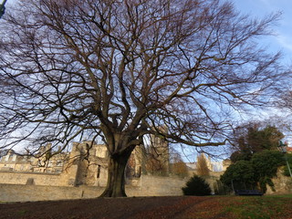 tree and a castle