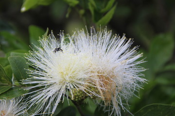 Abelha Nativa na flor de Caliandra