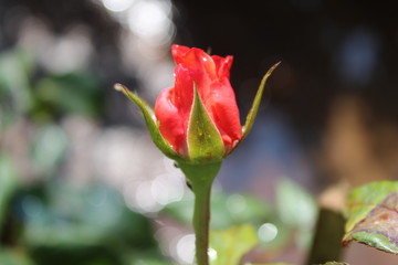red rose budding for your loved one