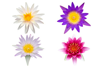 Fototapeta na wymiar Variety of lotus or waterlily collection isolated on white background, Lotus flower set on white background