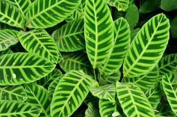 leaves