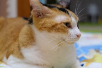 三毛柄ちゃん