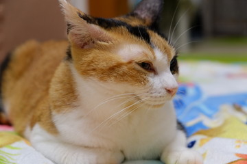 三毛柄ちゃん