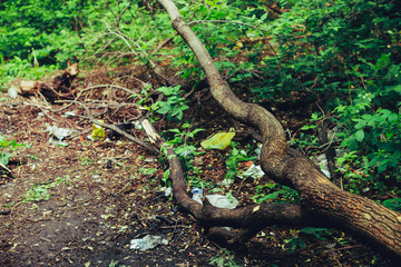 Garbage pile in forest among plants. Toxic plastic into nature everywhere. Rubbish heap in park among vegetation. Contaminated soil. Environmental pollution. Ecological issue. Throw trash anywhere.