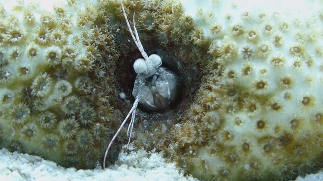 Common Mantis shrimp cautiously looks around before retreating into its burrow on a coral reef.