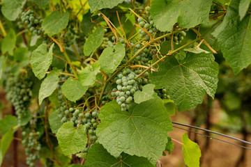 Green grapes growing on grape vines. Unripe, young wine grapes in vineyard, early summer. Bunch of green unripe grapes with leaves. Young branch of grapes on nature.