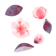 Plum Blossom isolate