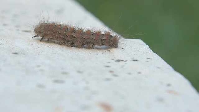 Caterpillar walking 