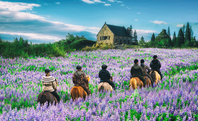 Travelers ride horses in lupine flower field, overlooking the beautiful landscape of Lake Tekapo in...