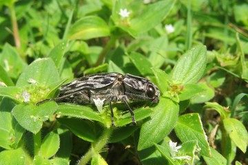 Tropical chalcophora mariana beetle on plant in Florida nature, closeup