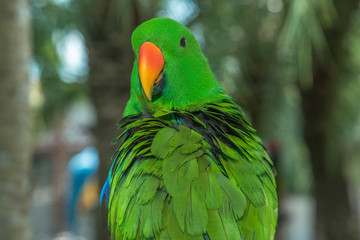 Close up green parrot,beautiful bird