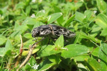 Tropical chalcophora mariana beetle on plant in Florida nature, closeup