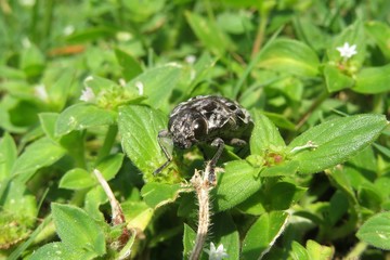 Tropical chalcophora mariana beetle in Florida wild, closeup