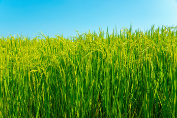 Green grains are growing in rice fields.