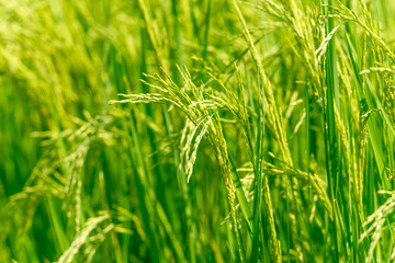 Green grains are growing in rice fields.