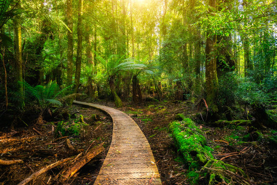 Beautiful Path In Lush Tropical Rainforest Jungle In Tasman Peninsula, Tasmania, Australia. The Ancient Jurassic Age Jungle Is Part Of Three Capes Track, Famous Bush Walking Of Tasmania, Australia.