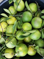 fresh green oranges