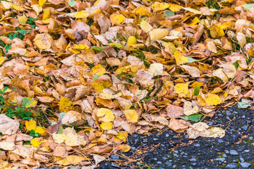 Birch yellow leaves fallen from tree lie on asphalt road on an autumn day.