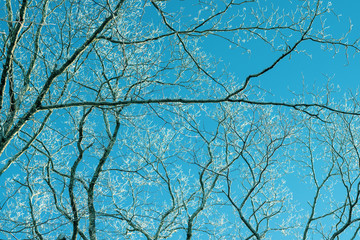 Trees in winter season with white snow on branches and blue sky  as background in Japan