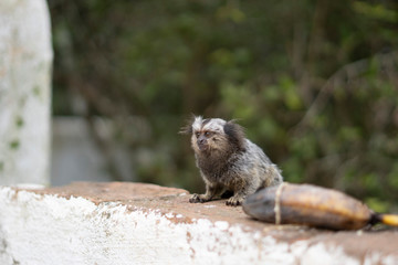 Beautiful Monkey on Nature in Brazil