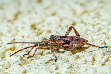 A larva of the western conifer seed bug. Concept invasive species.