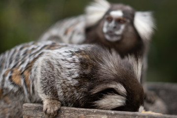 Obraz premium Beautiful Monkey on Nature in Brazil