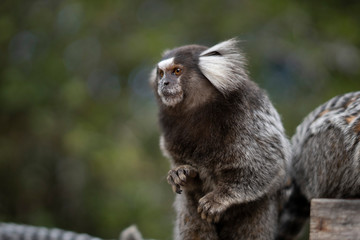 Beautiful Monkey on Nature in Brazil