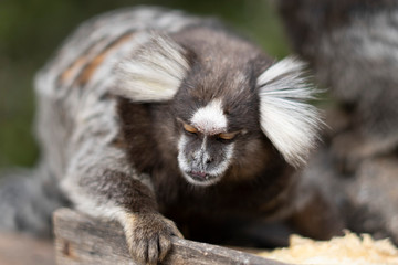 Beautiful Monkey on Nature in Brazil