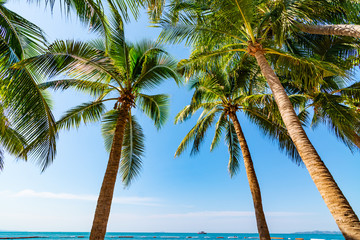 Tropical beach with coconut palm trees at pattaya thailand
