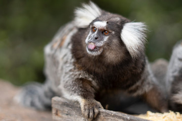 Naklejka premium Beautiful Monkey on Nature in Brazil
