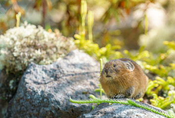 エゾナキウサギ