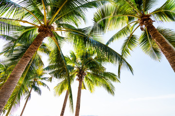 Tropical beach with coconut palm trees at pattaya thailand