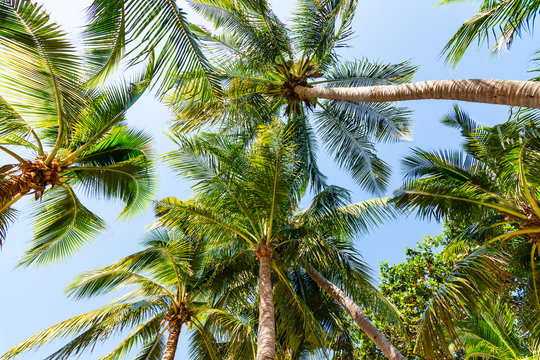 Tropical beach with coconut palm trees at pattaya thailand