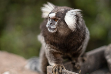 Beautiful Monkey on Nature in Brazil