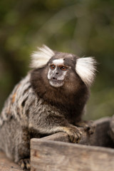 Obraz premium Beautiful Monkey on Nature in Brazil