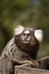 Beautiful Monkey on Nature in Brazil