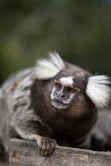 Fototapeta premium Beautiful Monkey on Nature in Brazil