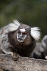 Beautiful Monkey on Nature in Brazil