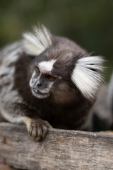 Beautiful Monkey on Nature in Brazil