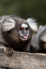Beautiful Monkey on Nature in Brazil