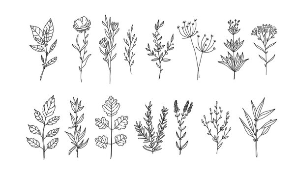 Naklejki plant and floral lineart illustration for romatic decoration or stock of wedding print, flower vector bundle