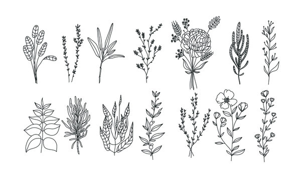 set of floral elements for your design, Rare and protected flowers, plant lineart illustration 