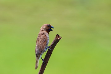 bird on branch