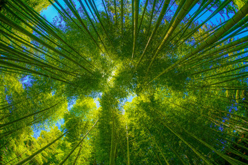 Fototapeta na wymiar 竹林から覗く太陽